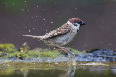 Een druilerige dag in een ingegraven schuilhut bij drinkpool wachtend op appelvink. Die kwam niet , maar deze ringmus vond ik ook mooi, de manier waarop hij springt