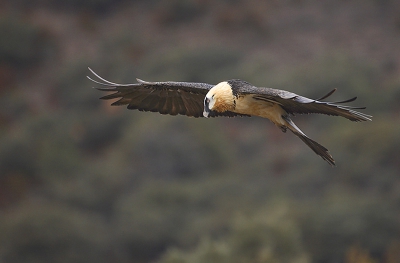 This bird was interested by a carcass and bones on which he was feeding.  Several birds were flying above this feeding point. Time to time they were landing to pick some bones...