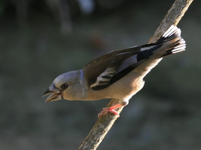 Na veel aarzelen kwam deze Appelvink omlaag om te drinken.
Helaas was het erg hard licht.
Hier jaagt hij een Zwartkopweg.