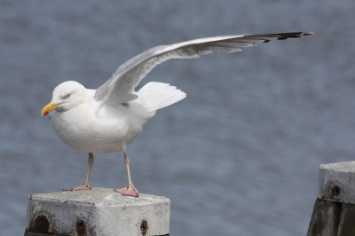 Wachtend op de boot naar Lauwersmeer zag ik deze zilvermeeuw staan die met zijn ochtendgymnastiek bezig leek te zijn.
Uit de hand genomen.