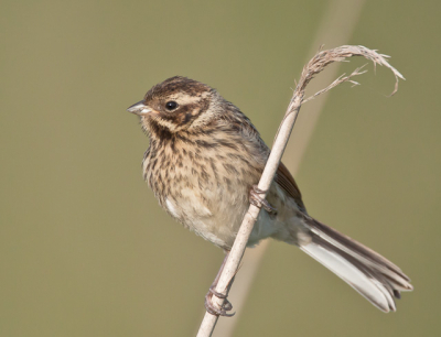 Foto is genomen in de buurt van het lauwersmeer. Kan iemand mij vertellen of dit inderdaad een grauwe gors is?