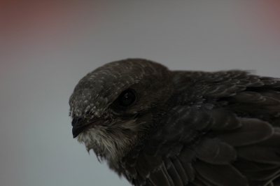 Net mn eerste spiegel reflex camera gekocht en de eos 550D uitproberen op vakantie. 
Close up foto van een gierzwaluw die in de tuin zat.