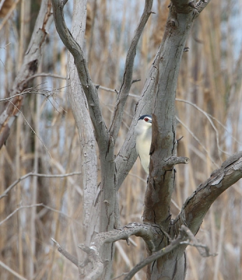 veel kwakken in de delta, hier een die verstoppertje speelt met de fotograaf.