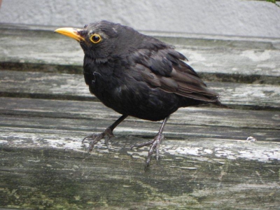 Deze merel zat aandachtig te kijken naar het voederbakje.(een paar seconden nadat ik deze foto had gemaakt vloog hij naar het voederbakje).