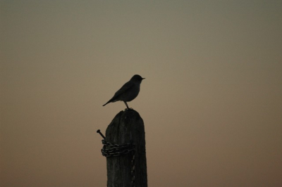 Avondlijk silhouet van een Magelhaenlijster, op weg van de kolonie koningspinguns naar de conservatorswoning.