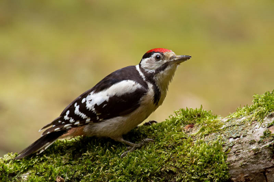 Deze juveniele grote bonte specht kwam dichtbij  de hut even polshoogte nemen.
Ik vond de pose wel geslaagd omdat hij net even opkeek met het geluid van de sluiter.