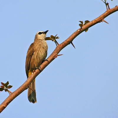 Een van de meest algemene van de vele voorkomende buulbuuls in Maleisi. Deze kwam ik in de late middag zon tegen zittend op een tak van een Bougainvillea.