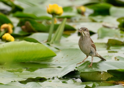 Deze huismus verzamelde lekkere hapjes tussen de bladeren van de waterlelies en voelde zich zichtbaar thuis rondom en op het wateroppervlak. Voor het eerst dat ik dat zag.