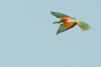 Urenlang verstopt zitten tot als er eentje dicht genoeg bij jou komt vliegen om dan de "klak" van de mark III te horen en te zien dat je eindelijk dit mooie vogeltje goed in beeld hebt gekregen. Daar doen we het voor!