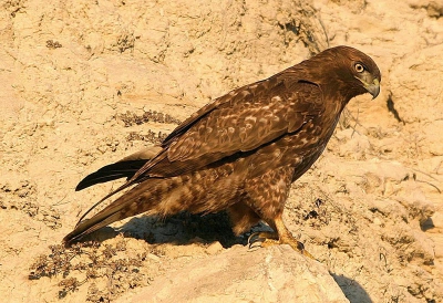 <i class='fa fa-user'></i> Peter Vercruijsse | Roodstaartbuizerd  <i class='fa fa-eye'> 491</i>   <i class='fa fa-comment-o'> 4</i>