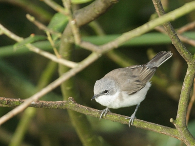 Op vakantie toch maar eens de lens op een vogel gericht. Voor mij een nieuwe soort (maar dat zegt op zich niet veel). Wel heel leuk om te doen ;-)