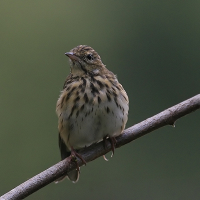 Deze Pieper zet zijn veren op en lijkt zo een beetje op een Zanglijster.
Ik vind dit zelf schitterende vogels met een sublieme tekening.