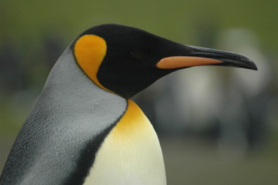 De heerlijke kleuren van de koningspinguin zijn een lust voor het oog.  Zowel het gezicht als het oog zijn roetzwart, waardoor het soms een geheel lijkt.