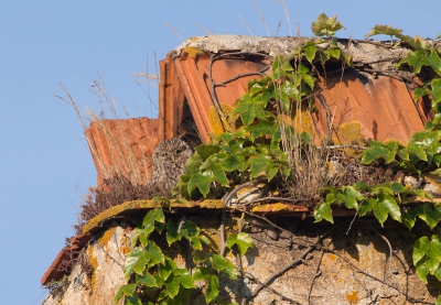 Iedere dag zag ik deze Steenuil en partner in mijn vakantie. Deze foto is ook gemaakt vanuit mijn luie stoel. Het huis van de buurman is ook hun huis en ik heb er iedere dag van genoten. Na enkele dagen waren ze ook aardig gewend aan mijn aandacht voor ze en bleef ze gewoon lekker thee-mutserig zitten zonnen. Maar wel altijd met 1 oogje naar beneden als ze de sluiter hoorde.