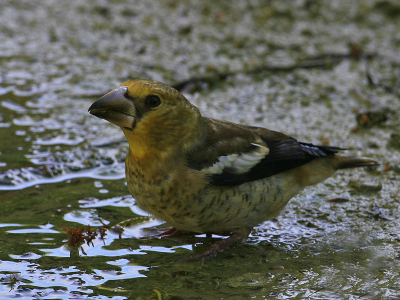 Ondanks dat het niet zo'n topfoto is vind ik leuk om deze juveniele Appelvink te tonen omdat hij wat betreft kleur zo hevig afwijkt van de volwassen dieren.