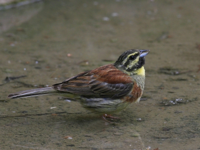 De Cirlgors is vrij schuw maar als je de gelegenheid, zoals hier, krijgt om hem goed te bekijken zie je dat het een kleurrijk vogeltje is.