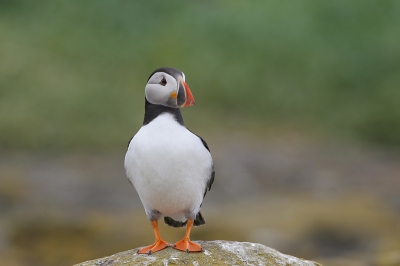 Deze papegaaiduiker heb ik op de Farne eilanden gefotografeerd. Het licht was mooi zacht.