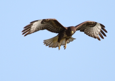 Deze buizerd was aan het bidden niet zo ver van mij vandaan . Kon eem paar foto's maken waarvan dit de mooiste is.