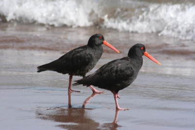 Twee exemplaren uit een groep van ca. 20 zwarte NZ Scholeksters die regelmatig hier op dit strand te zien zijn.
