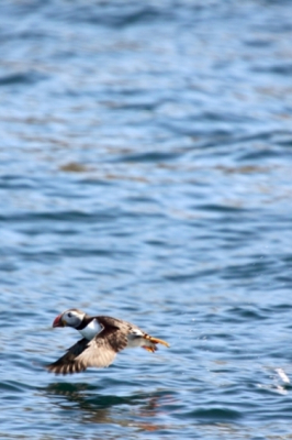 fascinerende zeevogel genomen op een deinende boot