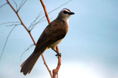 Waarschijnlijk de meest algemene vogelsoort van bali. Overal is hij goed te zien en soms ook goed op de foto te zetten. Deze Yellow-vented Bulbul zat bij de Ulu Watu tempel Kliffen op zuid Bali. Het was 's ochtends vroeg en het licht was redelijk goed. Best tevreden met deze foto.