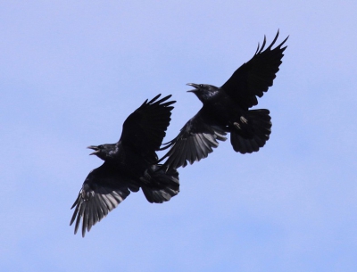 Het is geweldig een poosje Raven te mogen observeren, vooral als ze hun vliegkunsten vertonen zoals dit paartje deed.