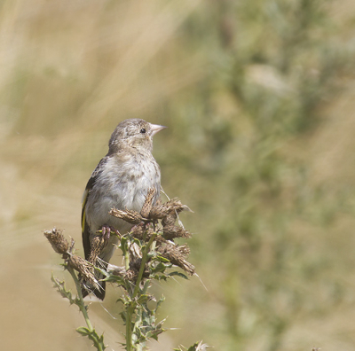 Ook de jonge putters weten de distel al goed te vinden.
het blijft opletten als er een roofvogel overkomt.