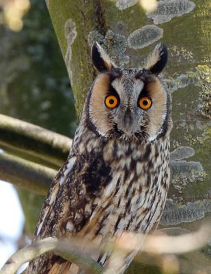 Zat in mijn tuin toen ik naar buiten kwam, snel camera met 400/f4 gepakt en hij zat er nog. Vloog door de straat en nooit meer gezien....