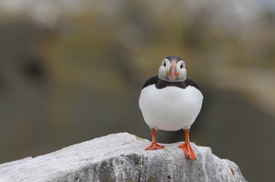 Op de Farne eilanden heb ik deze mooie puffin gefotografeerd.
Ik heb de reis met Han Bouwmeester gemaakt en kan het iedereen aanraden.