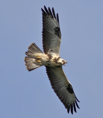 Een nieuw natuurgebied trekt allerlei (roof)vogels aan, waaronder een paartje wespendieven. Een mooie gelegenheid om m'n 400 mm (vanuit de hand) op hen uit te testen en m'n 1e bijdrage aan birdpix te leveren.
