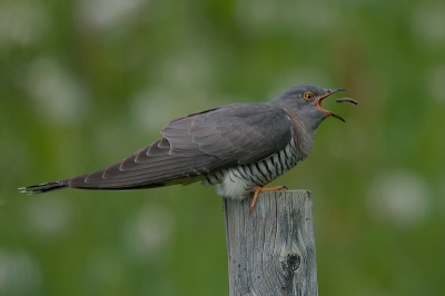 vorige week wat beelden op birdpix van de koekoek gezien; in juni waren wij in Noorwegen en konden observeren hoe de koekoek vanaf een paaltje elke keer de bermbegroeiing indook, een rups ving en deze met behendige bewegingen opat; ziehier het beeld hiervan; met het "blote"oog nauwelijks waarneembaar hoe de koekoek dit doet, maar de camera met 6 beeldjes per seconde legt dit haarfijn vast; geweldige ervaring.