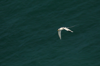 Bij de kliffen van Ulu Watu hangen een paar 
White-tailed Tropicbirds rond. Het zijn heel spectaculaire vogels om te zien, met hun lange staarten en vliegkunsten. Ik heb er ongeveer 4 gezien, maar ze waren lastig te fotogaferen omdat het licht hard was en ze niet zo voorspelbaar vliegen. Tog een aantal foto's kunnen maken.