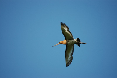 eindelijk een "vliegplaat"waar ik als beginner tevreden mee ben.niets aan versleuteld, zo uit de camera.na update van mijn d70 is autofocus sneller geworden.