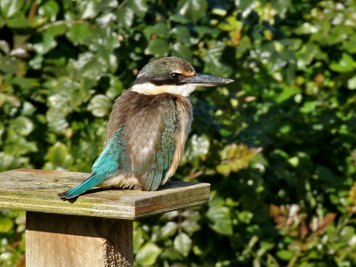Een regelmatige bezoeker in mijn tuin, op zoek naar wormen en hagedissen.
Foto is vanaf m'n balkon genomen.