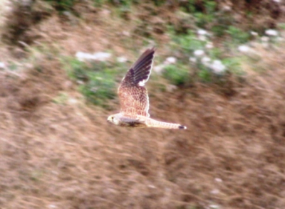 vogel gefotografeerd in natuurgebied met open vlakte omringd met bossen.