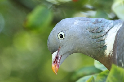 In mijn tuin was deze houtduif bezig met kunt- en vliegwerk mijn krentenboom leeg te plukken.