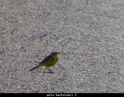 ik was aan het fietsen en zag op de weg plots een gele kwikstraat een schitterend vogeltje
