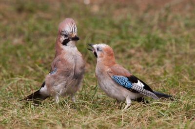 Deze foto is het vervolg van gisteren. Als de jonge Gaai bij de ouder in de buurt komt lijkt de ouder eerst te zeggen; "nee eerst netjes vragen" voordat het miertje aan het jong wordt gegeven.