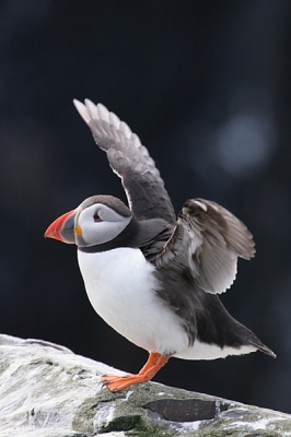 Deze puffin staat voor de donkere krijtrotsen. Ik heb hem gefotografeerd op het eiland Inner Farne.