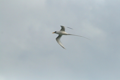 Bij de kliffen van Ulu Watu hangen een paar 
White-tailed Tropicbirds rond. Het zijn heel spectaculaire vogels om te zien, met hun lange staarten en vliegkunsten. Ik heb er ongeveer 4 gezien, maar ze waren lastig te fotograferen omdat het licht hard was en ze niet zo voorspelbaar vliegen. Op deze foto was de zon echter even achter de wolken verdwenen.