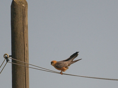 Op een winderig fietstochtje langs de zoutpannen van Cervia in het regionale natuurpark van de Po werd ik een tijdje door dit vrouwtje roodpootvalk begeleid. Ze zeilde steeds een stukje voor me uit, landde op de telefoondraden, woei daar weer af en zeilde een stukje verder.