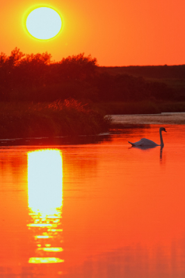 Last light in de Waterleidingduinen... en dan nog het hele stuk  terug naar 'de Oase'. Herten, reen en vossen onderweg. Bovendien een natte broek voor de juiste camerapositie.