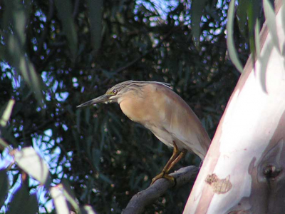 In het moeraje achter de camping scharrelde deze ralreiger. Te ver weg en te donker voor een foto. Toen ik een uur later voor de tent zat te koken kwam hij aanvliegen en ging in een boom op vijf meter van de tent zitten. Hij heeft daar de hele dag avond en nacht gezeten.