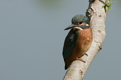 Dit mooie vogeltje was er al na 5 minuten.Met een paar minuten was ie weg.Maar na een paar minuten was ie er weer.Even zitten en naar beneden duiken en een baarsje gevangen.Ze bleef ongeveer een 15 minuten zitten.