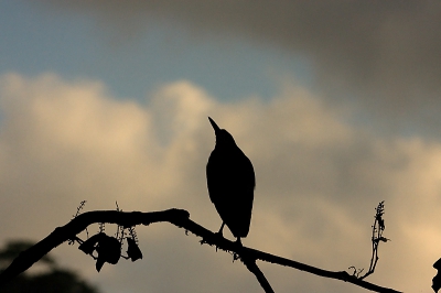 We voeren 's morgens in een bootje door de jungle. Het was erg wisselend en lastig qua licht, maar ik vond dit silhouet toch wel erg mooi.