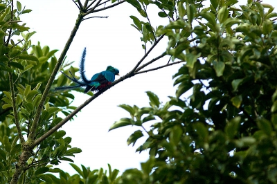 Op mijn laatste dag in Costa Rica hoorde ik terwijl het monteverde cloud forest sloot en ik vrijwel de laatste was die eruit kwam een taxichauffeur mij roepen. Hij zag een Quetzal vliegen. Er stonden nog wat mensen maar die kregen hem niet op de foto omdat hij steeds wegvloog.

Hij zat twee seconden stil hoog in een boom maar ik had hem dan toch dus dat was wel kicken natuurlijk. De mensen die er nog waren wilden allemaal de foto even zien!!