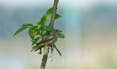 In mei dit jaar kwam ik deze vogel tegen en wist niet precies wat het was. Na plaatsing van de eerste foto op BP bleek het een zarte roodstaart vrouw te zijn.
(volgens collega BPers) Hierbij dan de tweede foto die ik van deze mooie vogel gemaakt heb.