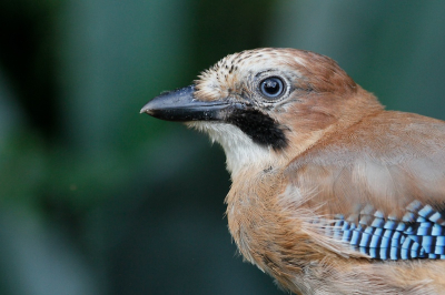 Heb een schuilhutje in de tuin de vogels zij er al zo aan gewend, dat ze soms heel dicht voor de camera verschijnen.