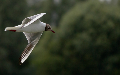 deze zonnige dag was  de perfecte dag om enkele vluchtfoto's uit te proberen  van enkele zwartkopmeeuwen,  na talloze pogingen en " halve " vogels vast te leggen ( telkens ik wou afdrukken maakten ze een duikvlucht rakelings boven het water )  begon het me toch aardig te lukken.