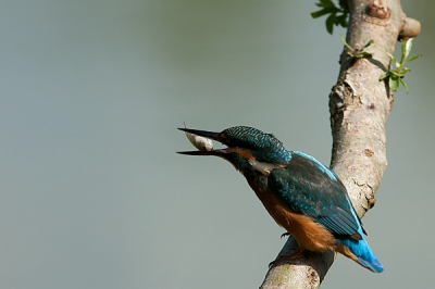 dit mooie vogeltje bleef een kwartier zitten.nog even vissen.dat is de kers op de slagroom!!!!!!!